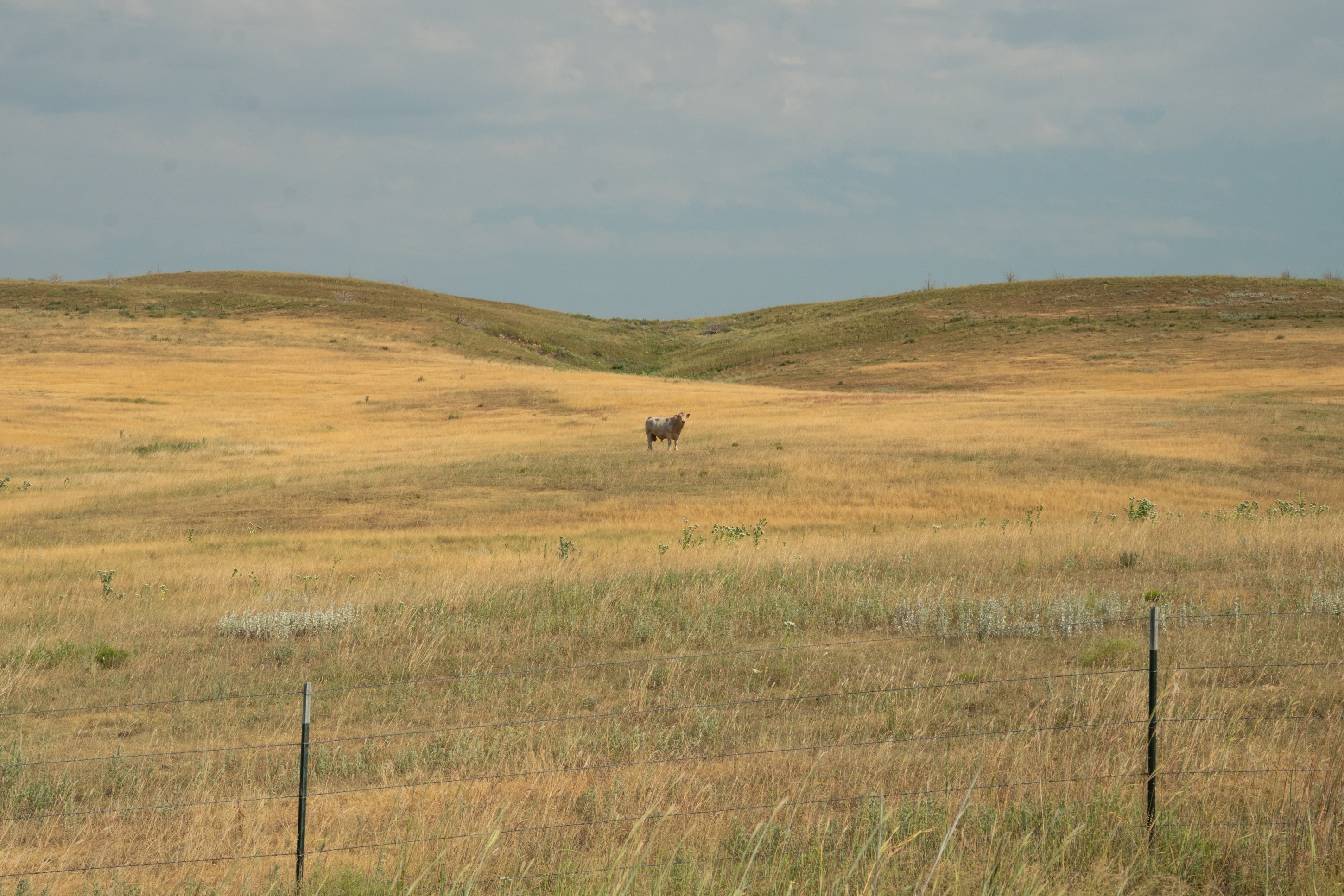 A single cow stands in a vast, golden grassland with rolling hills under a cloudy sky.